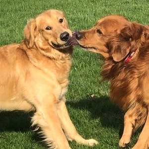 Fundraising Page: Lisa Leonard